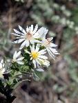 White Prairie Aster