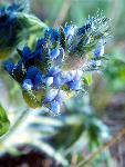 Breadroot Scurfpea