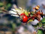 Prairie Rose