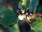 Western Snowberry Fruit