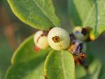Western Snowberry Fruit