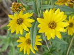 Maximilian Sunflower