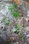 Cleavers