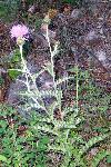 Flodman's Thistle