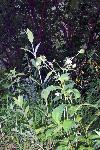 Maryland Sanicle