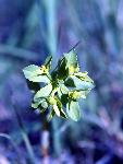 Maryland Sanicle
