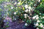 Mountain Ninebark