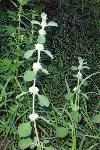 White Horehound