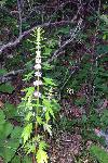 Motherwort