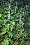 Motherwort