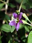 Matrimony Vine