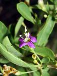 Matrimony Vine