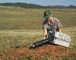 Black-footed Ferret Release