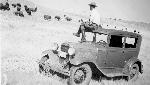 Wildlife Ranger Estes Suter with Bison Herd
