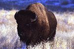 Bison bull