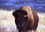 Bison bull