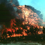 Fire burning through pondorosa pines at Wind Cave National Park