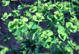 Spurge