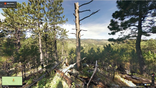 dead tree in pine forest
