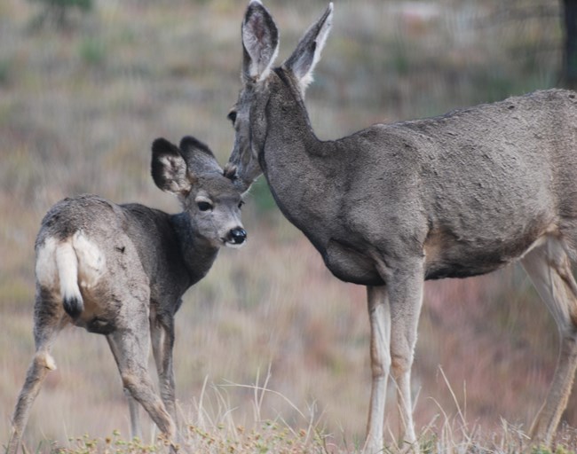 A female and young mule deer.