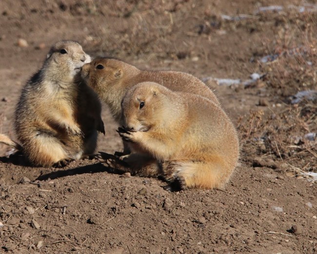 Prairie Dogs Kissing