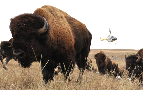 Several bison running past camera and a helicopter flying in the background.