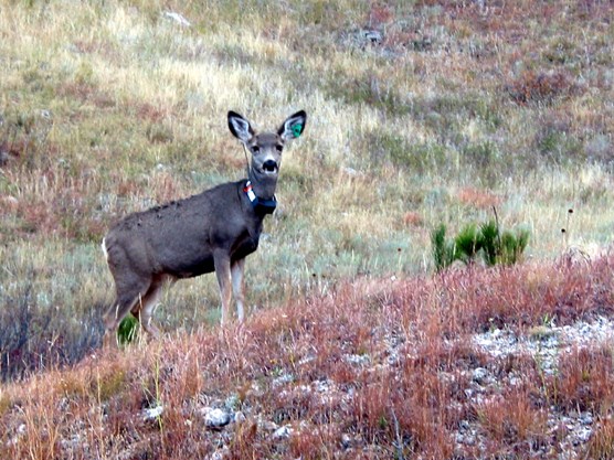 A mule deer, one of 17 deer at Wind Cave National Park wear radio collars as part of a three-year CWD study.