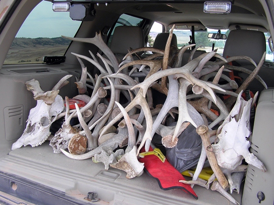Antlers, bones, and skulls in the back of a ranger patrol car.