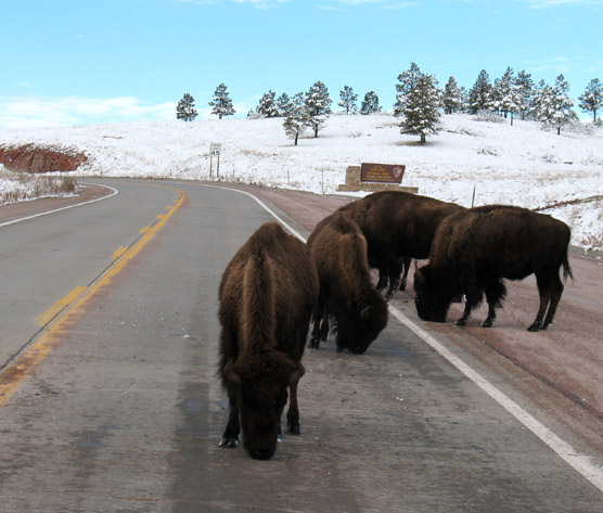 Four bison licking salt off of the highway in front of historic Wind Cave sign