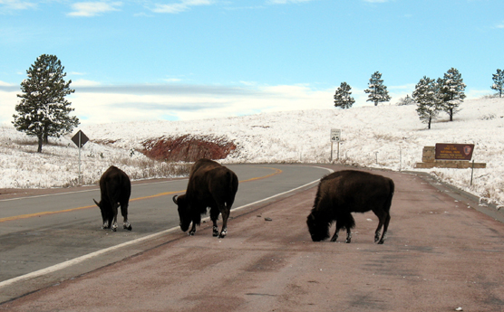 Three bison licking the road in Wind Cave National Park.
