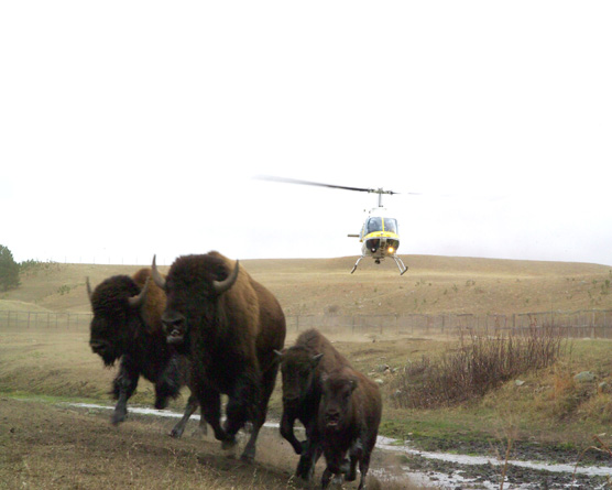 Four Bison approaching corrals during 2006 bison roundup with helicopter following them