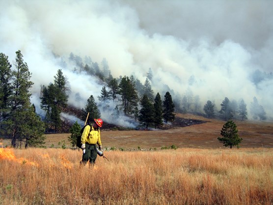 Firefighter Bill Wartenbee from Custer State Park uses a drip torch during ignition of the Tower Burn.