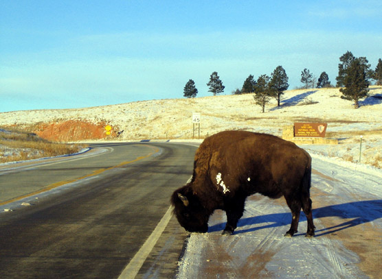 A Bison licking salt off the highway in front of historic Wind Cave National Park welcome sign