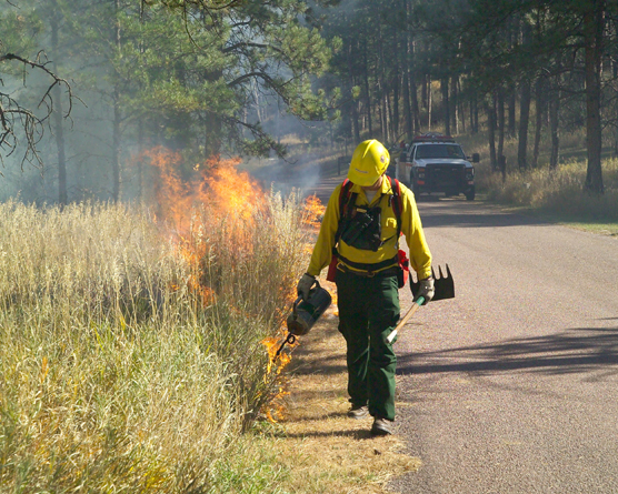 Man walking along road lighting a fire in the grass using a drip torch.