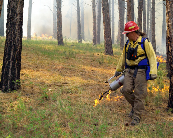 Assistant Fire Management Officer Steve Ipswitch igniting a burn in the Elk Mountain Campground last spring. The park plans to burn 93 acres adjacent to this area this fall.
