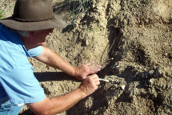 National Park Service Paleontologist Dr. Greg McDonald excavates a rhinoceros fossil in Wind Cave National Park.