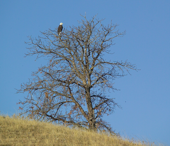 Bald eagle sitting in a dead tree.