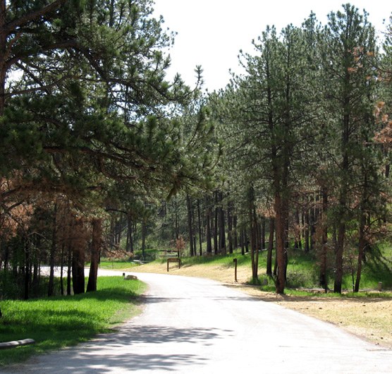 Elk Mountain Campground in Wind Cave National Park with road in the center and pine on either side