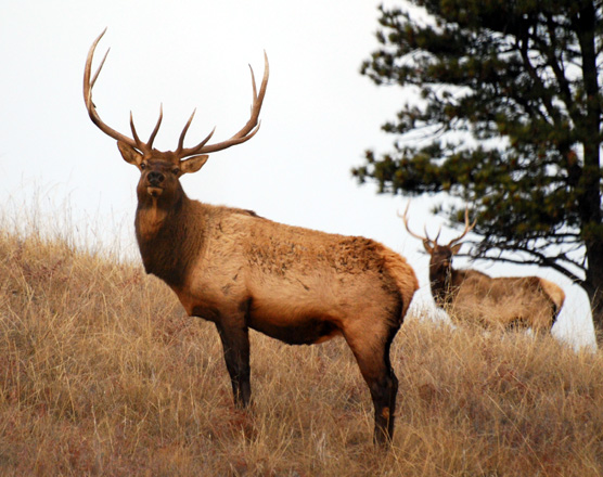 Two bull elk on a hillside, looking at the camera.