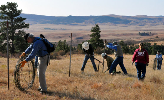 People rolling up barb wire while others work to remove a fence post.