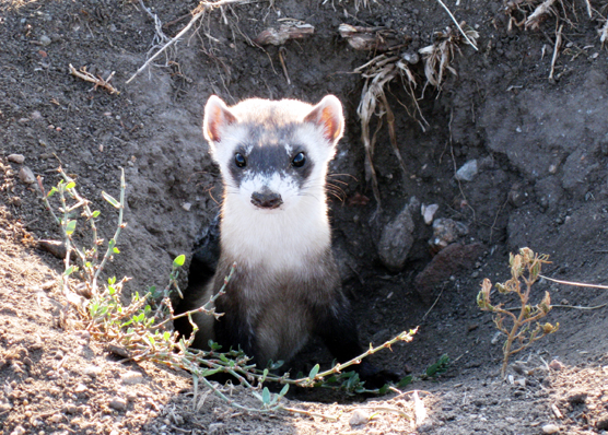 Black-footed ferret looking out of prairie dog hole.