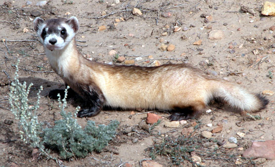 Black-footed Ferret in Wind Cave National Park