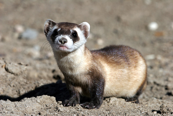 Black-footed ferret looking at camera.