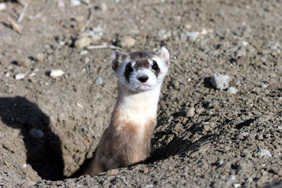 Black-footed ferret in prairie dog hole.