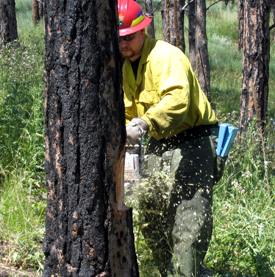 Supervisory Forest Technician Jason Devcich using a chainsaw to cut down a tree.