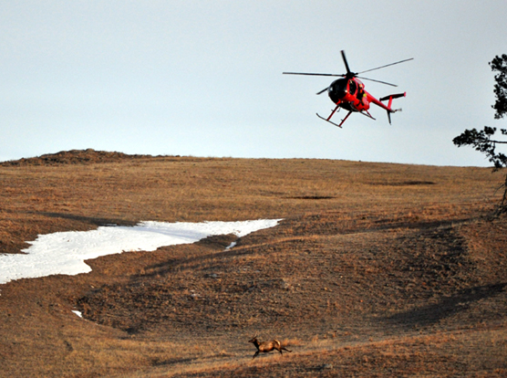 A helicopter flies over a hill while following an elk in the bottom of the picture.