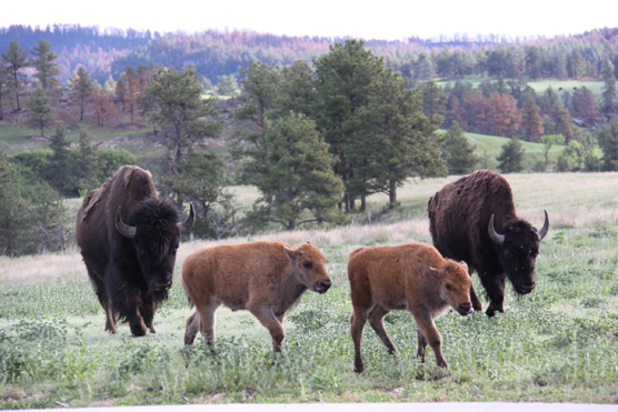 Two bison calves walking in front of their mothers up a slight rise.