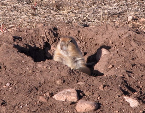 A prairie dog peers out of its burrow in Wind Cave National Park.