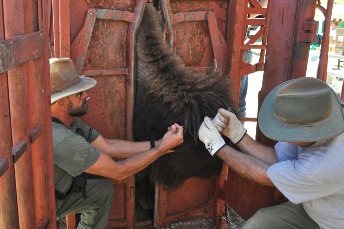 One employee on right holds the head of a bison while an employee on the left implants a microchip.
