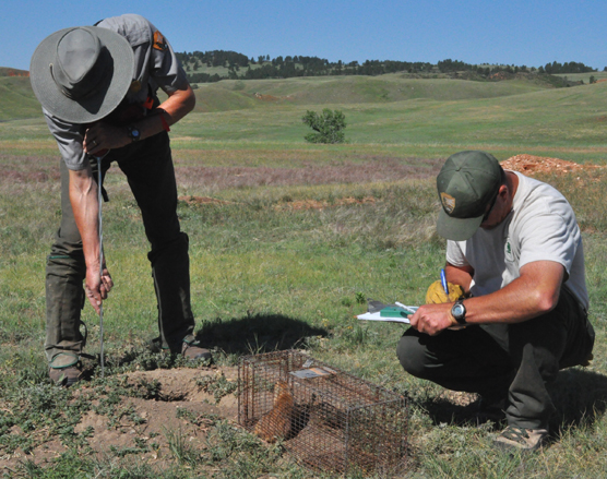 A park employee pushes a numbered reflector into the ground next to a burrow. There is a prairie dog in a cage near his feet. Another park employee kneels down nearby while writing information on a clipboard.